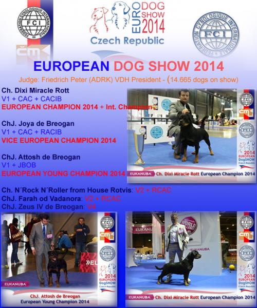 European Dog Show. Rottweiler. European Dog Show 2014.