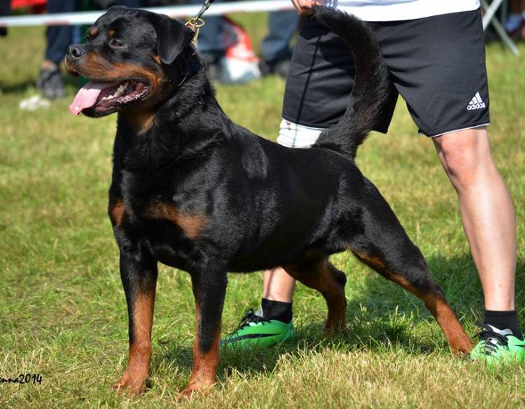 Rottweiler.  Ch. Marko De Breogan.