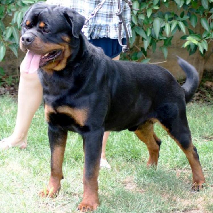 Rottweiler.  Ch. Dutch Zara Cro Rott.