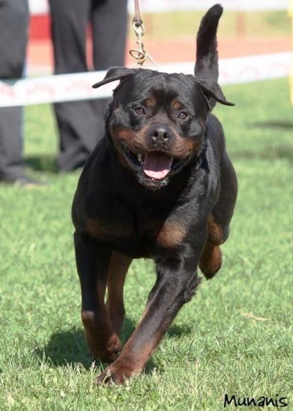 Rottweiler.  Ch. Indio De Breogan.