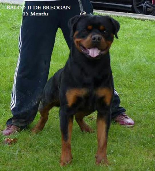 Rottweiler.  Ch. Balco De Breogan.