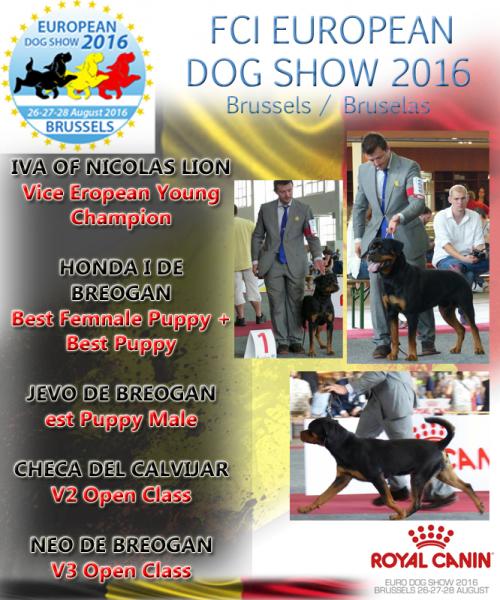 Belleza. European Dog Show 2016 BRUXELLES ( - Bélgica)