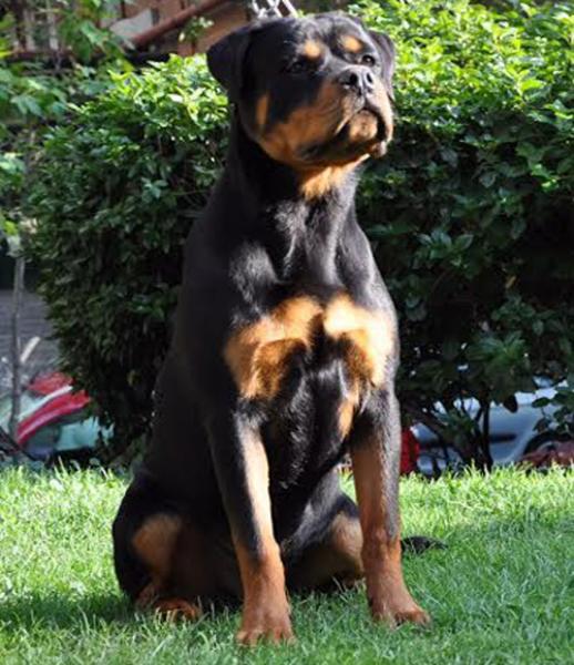 Rottweiler. Jevo De Breogan.