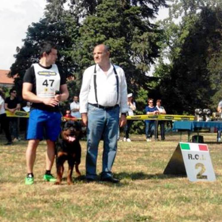 Rottweiler.  Ch. Attosh De Breogan. 9 months old on photo.