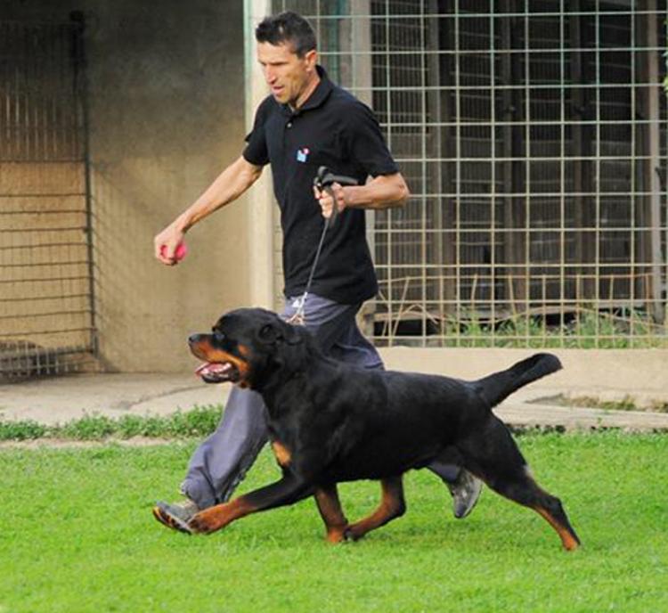 Rottweiler.  Ch. Rolf Darel.