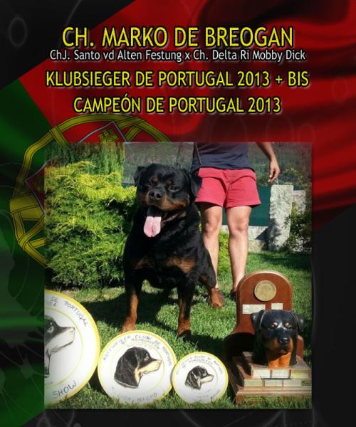 Klubsieger en Portugal 2013. Rottweiler.