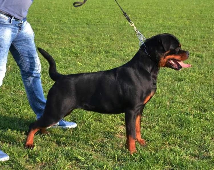 Rottweiler. Bucky Vom Hause Pista.