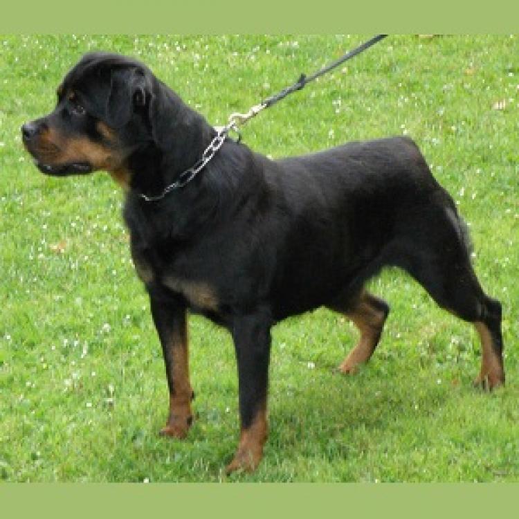 Rottweiler.  Ch. Astria De Breogan.