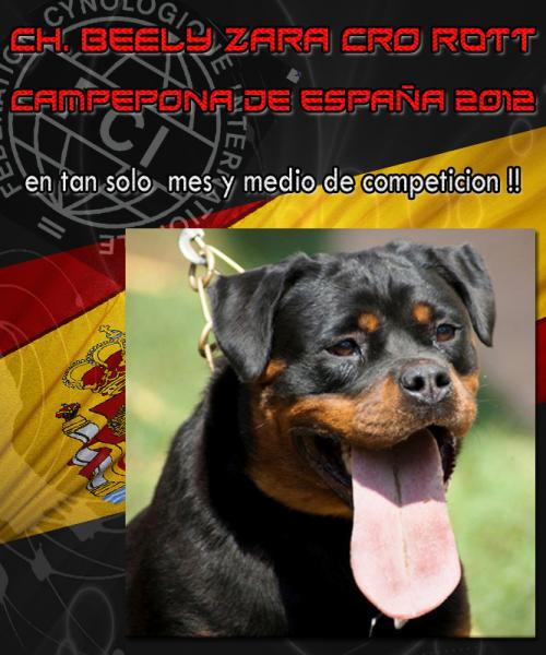 Nueva Campeona de España. Rottweiler. Ch. Beely Zara Cro Rott.