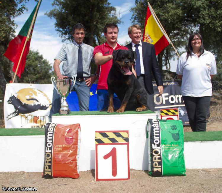 Rottweiler. GERO KING OF THE EAST.