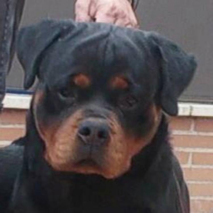 Rottweiler.  Ch. Oki Vom Haus Drazic.