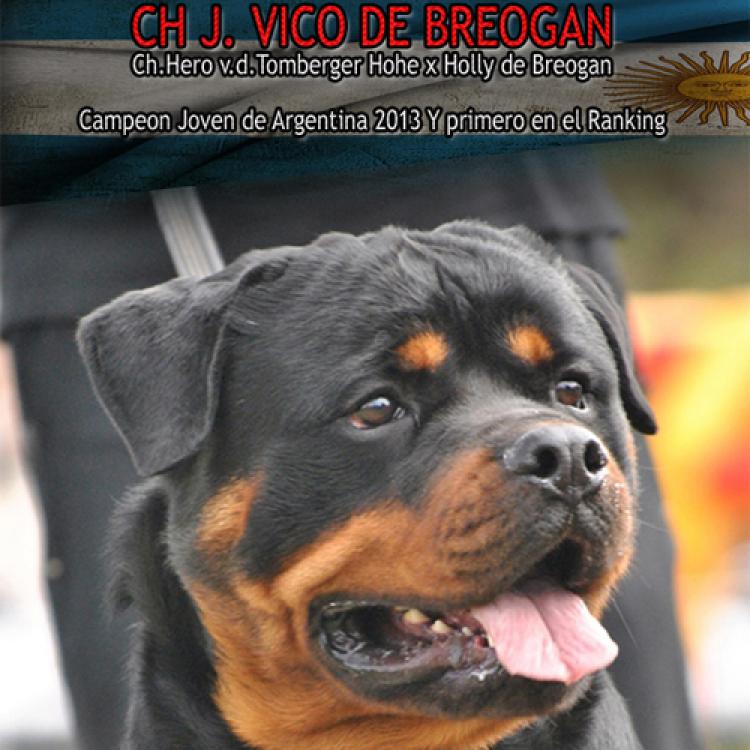 Rottweiler.  Ch. Vico De Breogan.