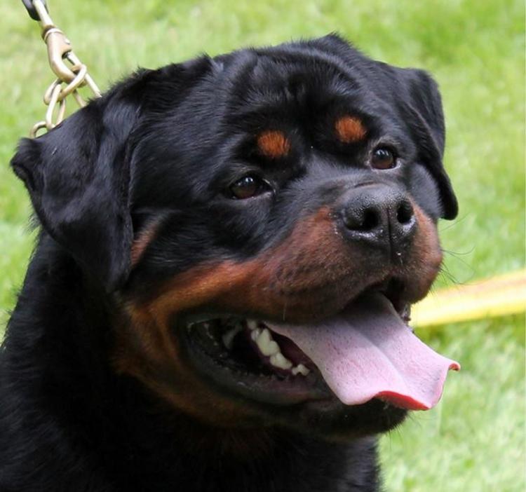Rottweiler. Ch. Greep de Breogan.