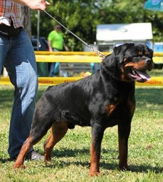 Rottweiler.  Ch. Greep De Breogan.