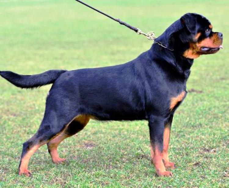 Rottweiler. Bessy Vom Hause Pista.