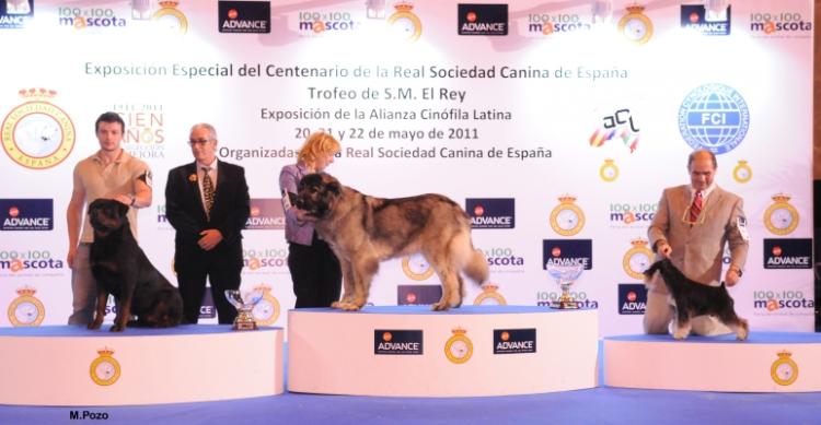 Rottweiler.  Ch. Indio De Breogan.