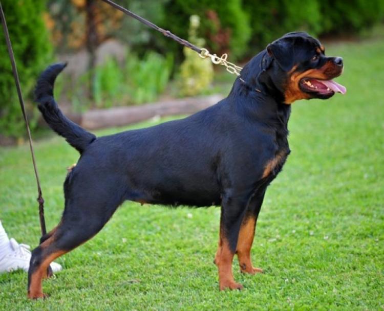 Rottweiler.  Ch. Fani Vom Hause Pista.