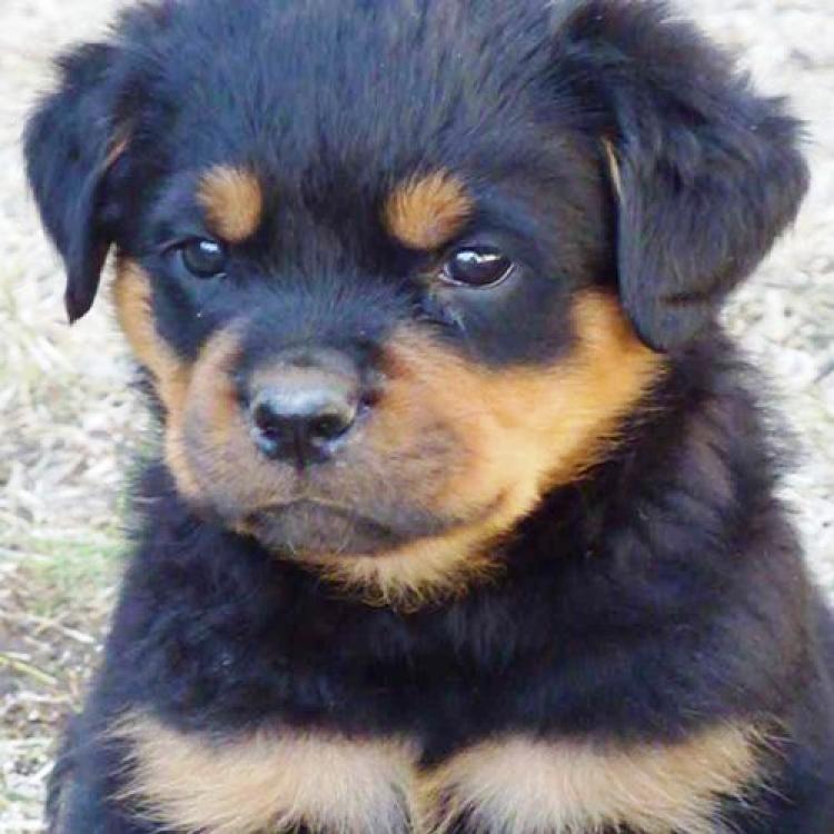 Rottweiler. Daxi De Breogan con 1 mes y medio.