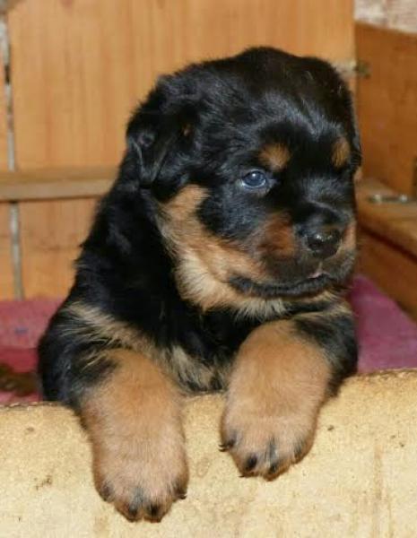 Rottweiler. Xedor De Breogan.