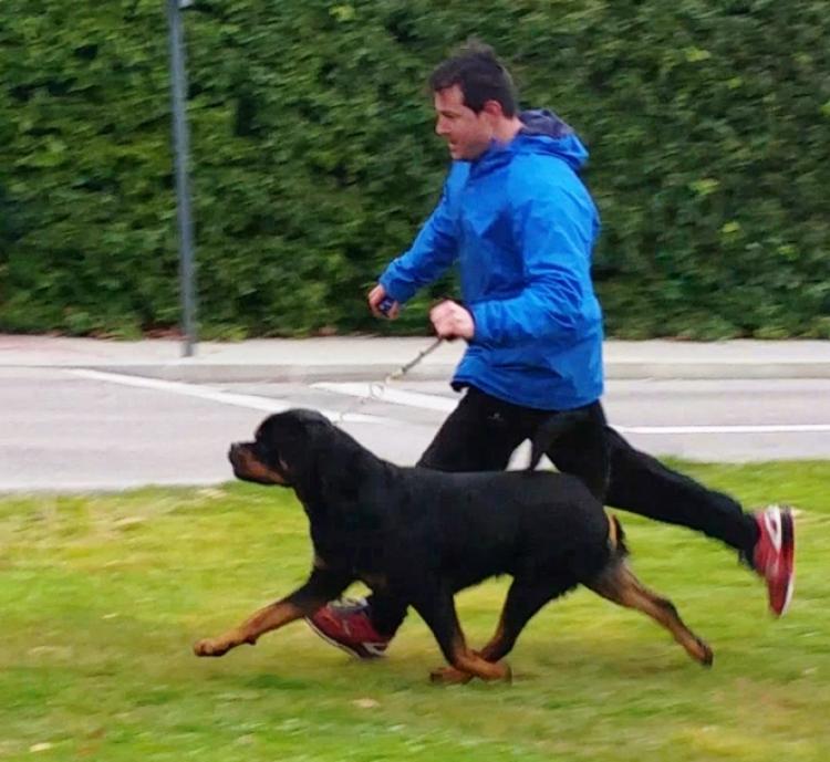 Rottweiler.  Ch. Falco Von Haus Drazic.