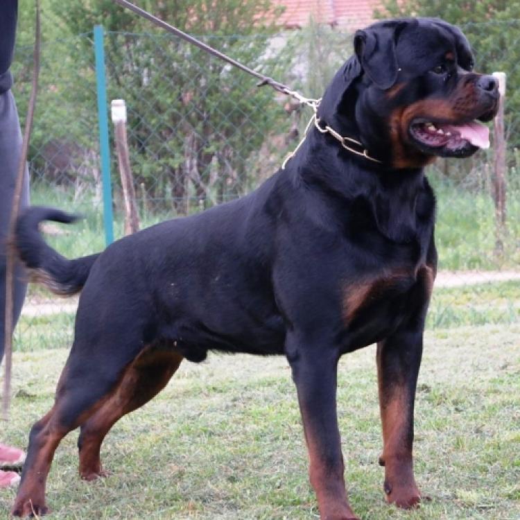 Rottweiler.  Ch. Mauser Of Nicola´s Lion.