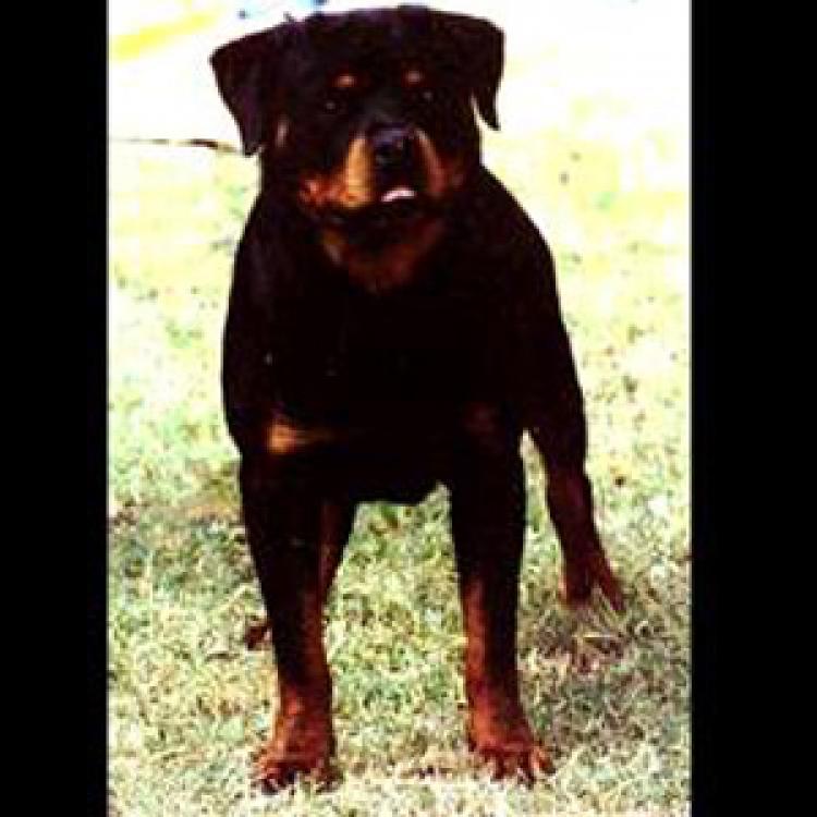 Rottweiler.  Ch. Joss De Breogan.