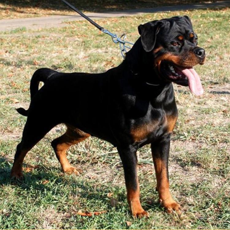 Rottweiler.  Ch. Ruby Miracle Rott.