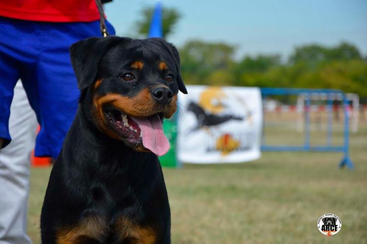 Rottweiler. Honda I De Breogan.