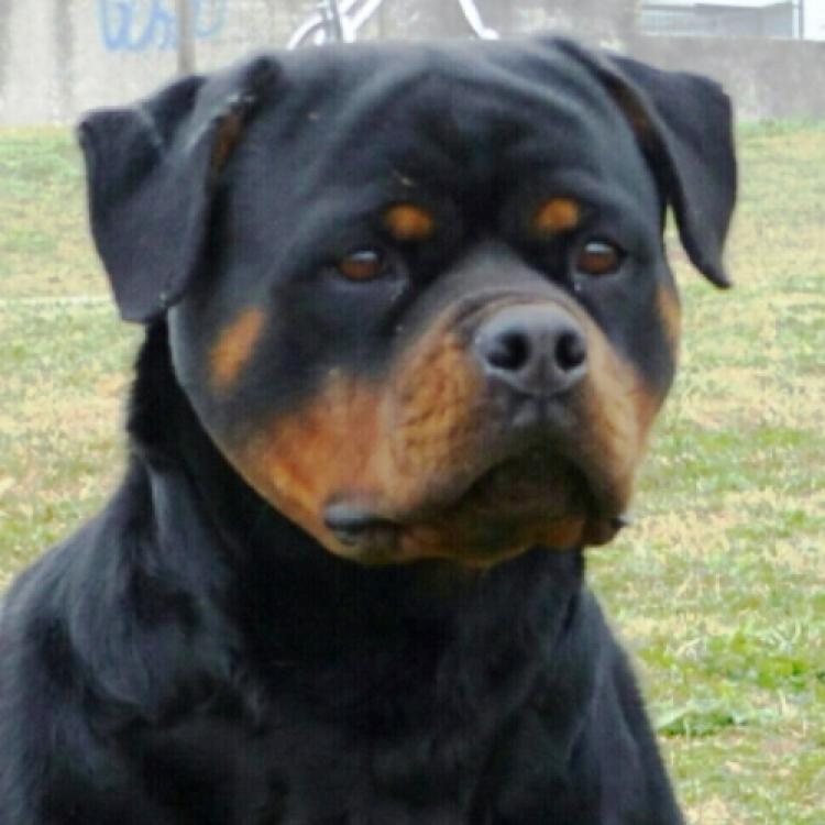 Rottweiler.  Ch. Ruby Miracle Rott.