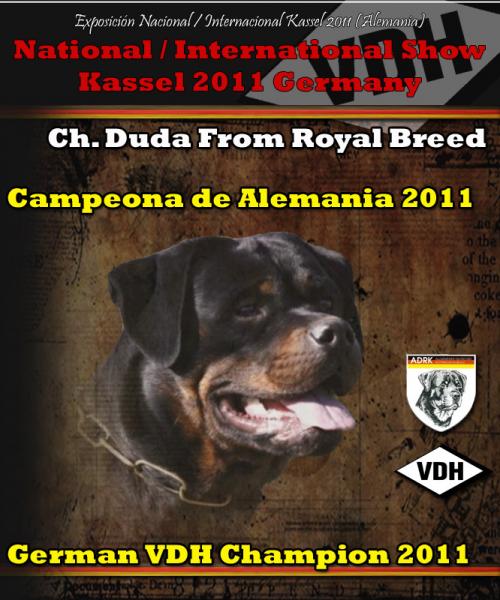 Rottweiler. Rottweiler.