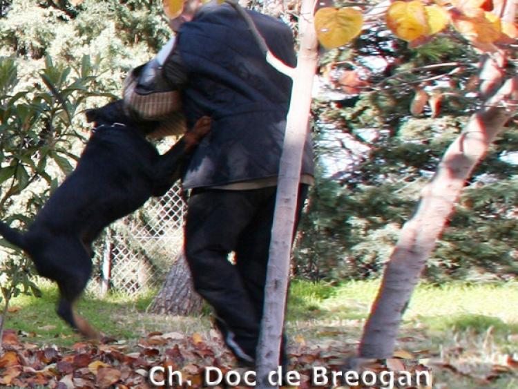 Rottweiler. Doc de Breogan. Rottweiler. Doc de Breogan.