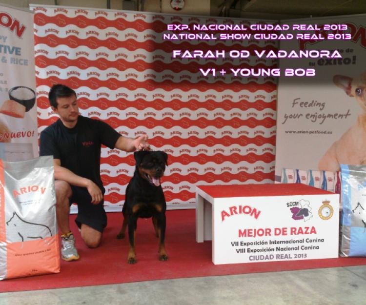 Rottweiler.  Ch. Farah Od Vadanora con 13 meses.