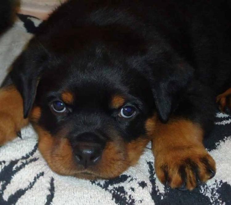 Rottweiler. Camada I.