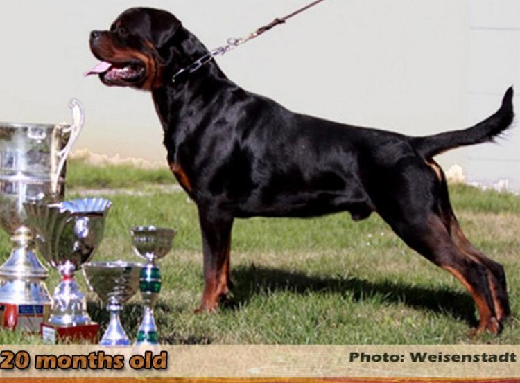Rottweiler.  Ch. Jerry Lee Van Gorgar.