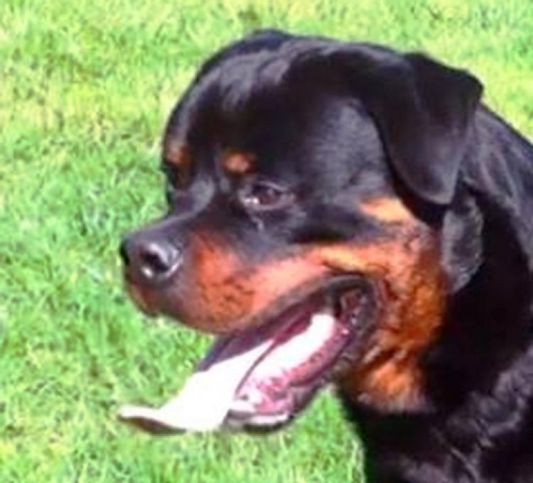 Rottweiler. Cheyenne Do Pazo Do Espiño.