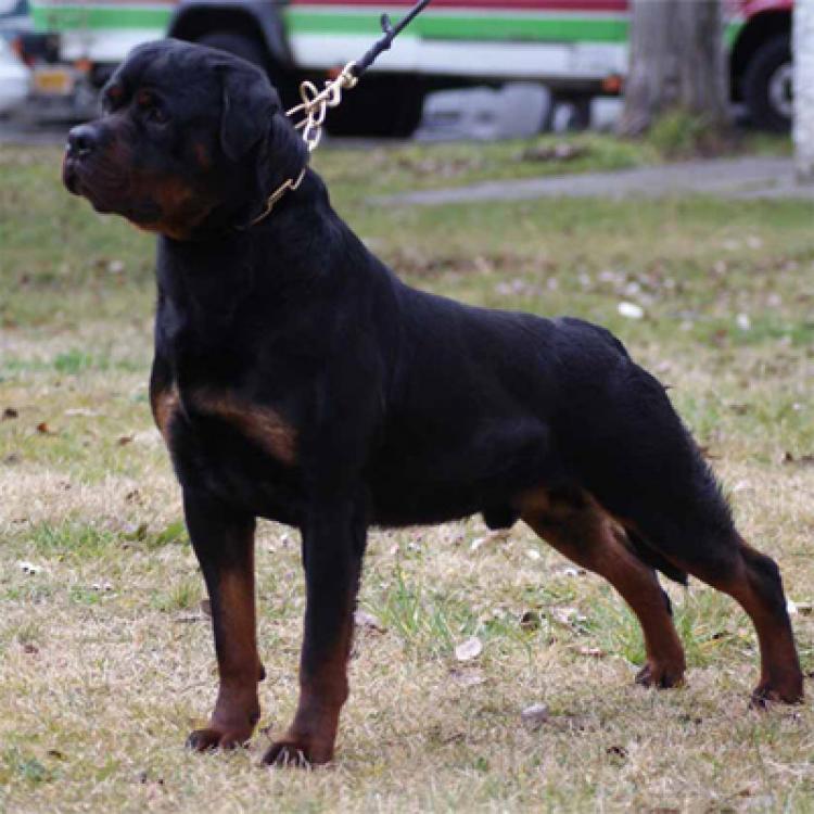 Rottweiler.  Ch. Indio De Breogan.