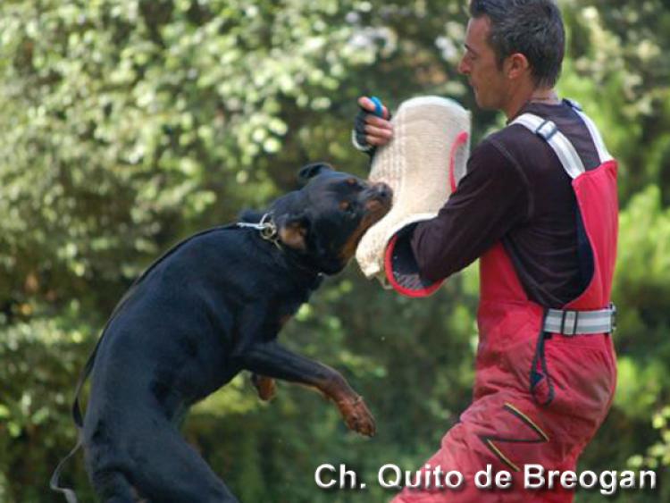 Títulos obtenidos por nuestros perros Rottweiler. Ch. Quito de Breogan.