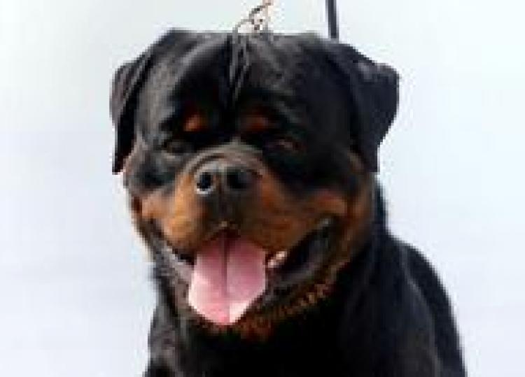Rottweiler.  Ch. Sting Haus Of Lazic.