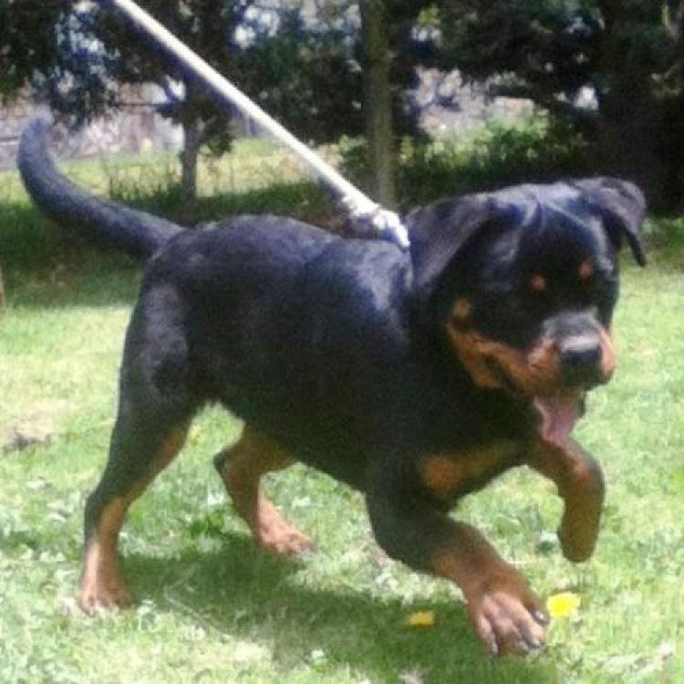 Rottweiler. Kelma De Breogan.