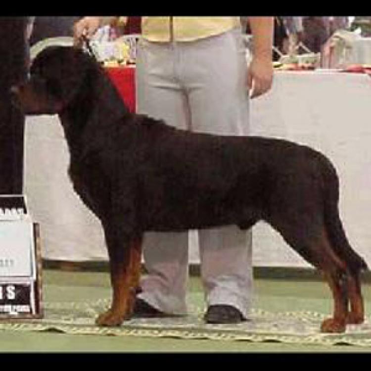 Rottweiler.  Ch. Waslo De Breogan.