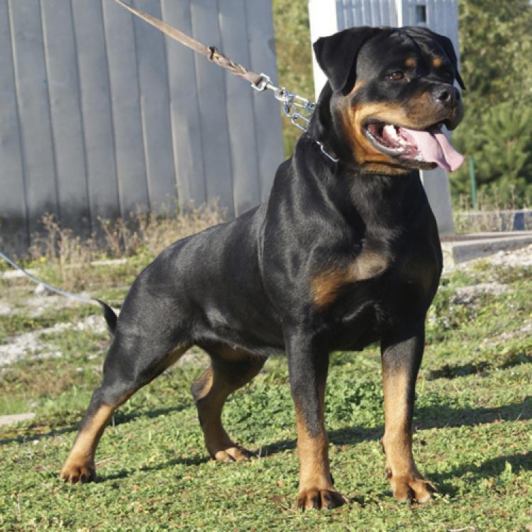 Rottweiler.  Ch. DIXI MIRACLE ROTT.
