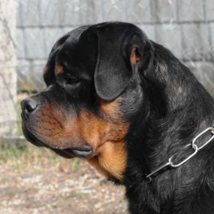 Rottweiler. Bronko Van Gorgar.