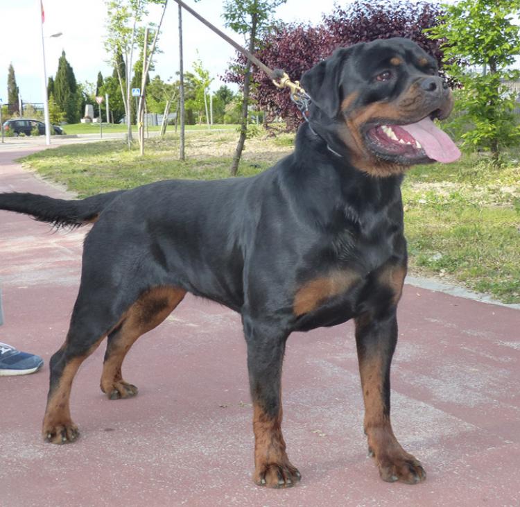 Rottweiler.  Ch. Iva Of Nicola´s Lion.