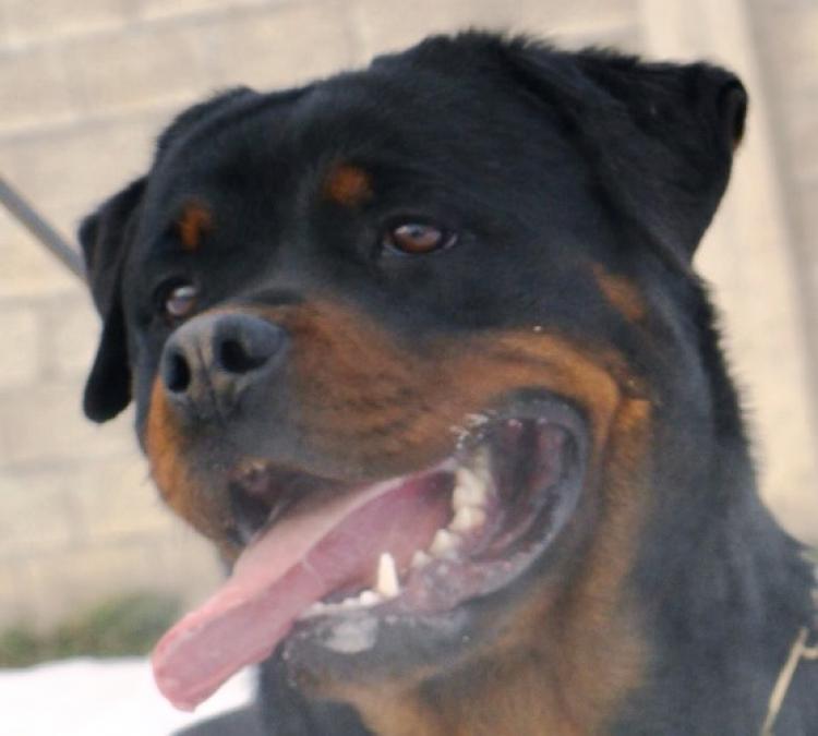 Rottweiler. Dona Of Nicola´s Lion.