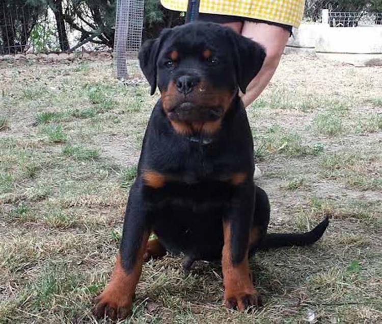 Rottweiler. Geo De Breogan.
