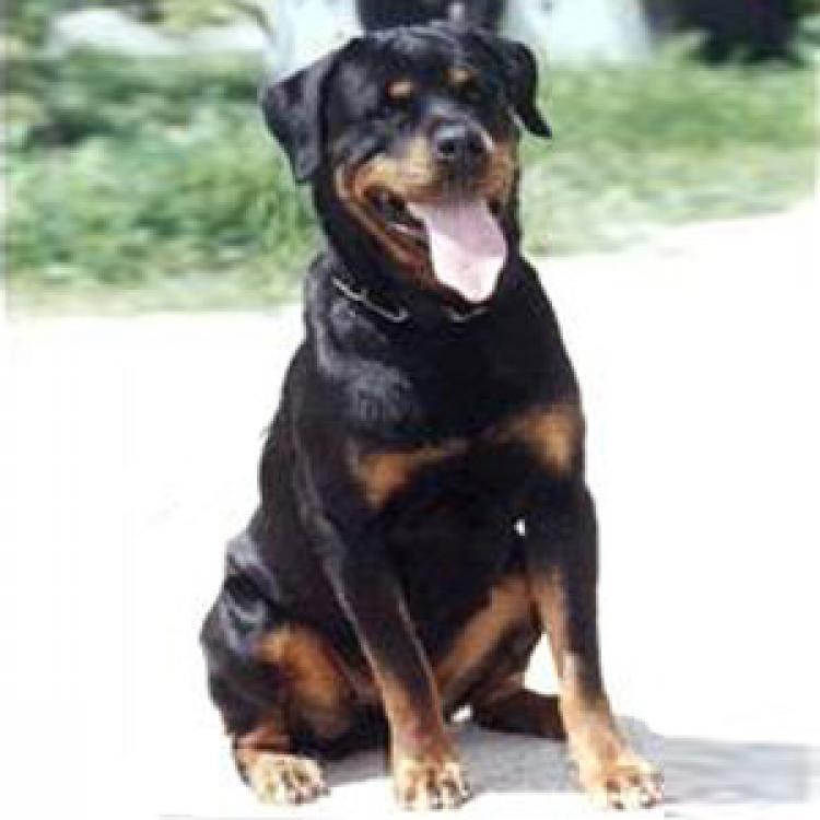 TÃtulos obtenidos por nuestros perros Rottweiler. Priska de Breogan. TÃtulos obtenidos por nuestros perros Rottweiler. Priska de Breogan.