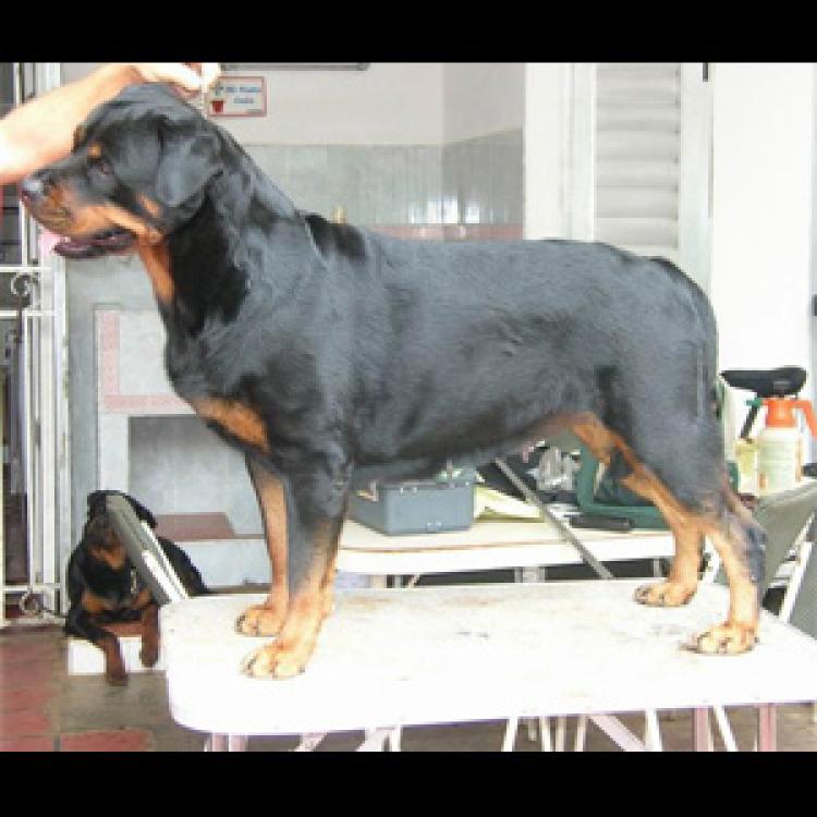 Rottweiler.  Ch. Akira De Breogan.