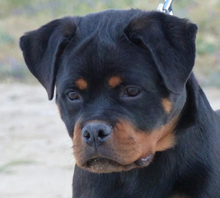 Rottweiler. Lua De Breogan con 8 meses.