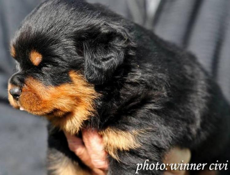 Rottweiler.  Ch. Rio Winner Civi.