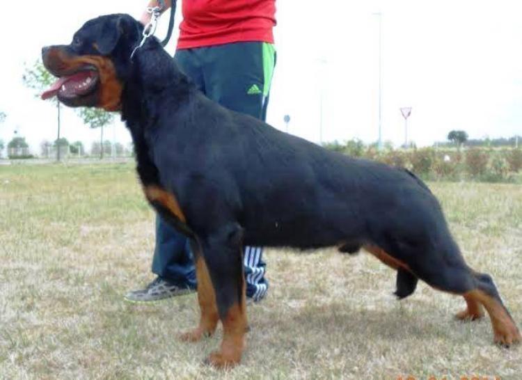 Rottweiler.  Ch. Attosh De Breogan. 9 months old on photo.